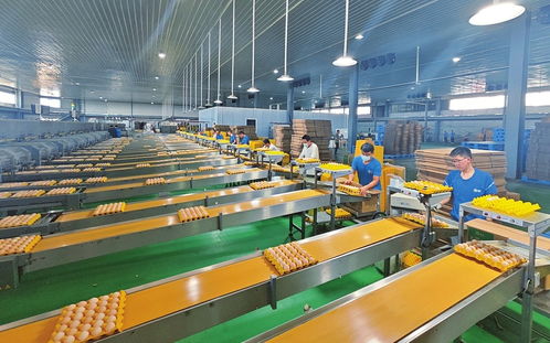 山西臨猗雞蛋工廠 網絡技術服務助力現代農業科技升級